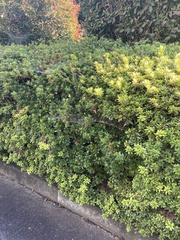 Ilex crenata