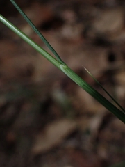 Poa sieberiana