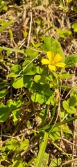 Oxalis