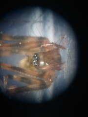 Lepthyphantes