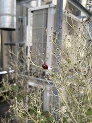 Coccinella septempunctata