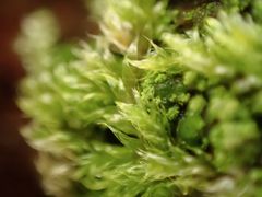 Hypnum circinale