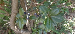 Angiospermae