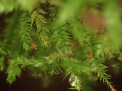 Tetraphis pellucida