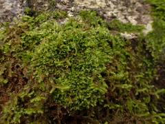 Lophocolea bidentata