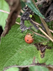 Diekeana admirabilis