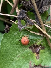 Diekeana admirabilis