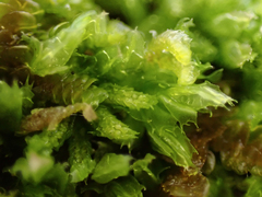 Lophocolea bidentata