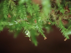 Tetraphis pellucida