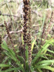 Plantago gaudichaudii