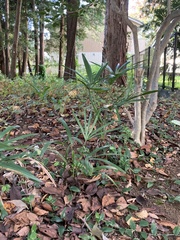 Trachycarpus fortunei