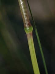 Poa sieberiana