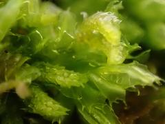 Lophocolea bidentata