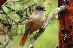 Perisoreus infaustus