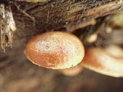 Deconica horizontalis