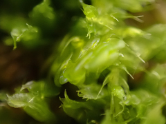 Lophocolea bidentata