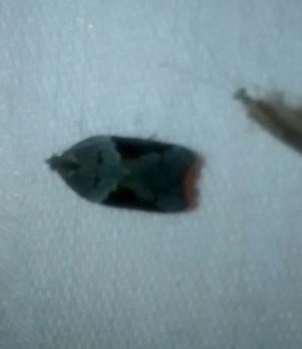 MacDunnough's Acleris photo 2