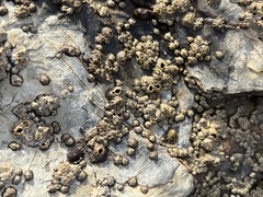 Balanomorpha