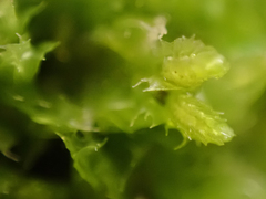 Lophocolea bidentata