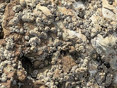 Balanomorpha