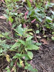 Persicaria longiseta