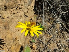 Australoechus hirtus