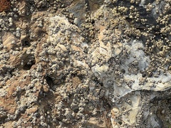 Balanomorpha
