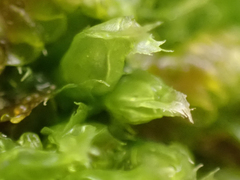 Lophocolea bidentata