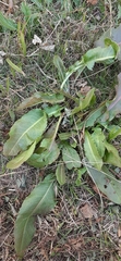 Rumex