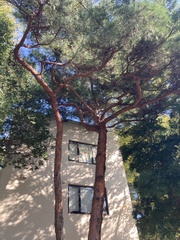 Pinus densiflora