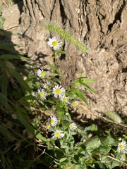 Erigeron annuus