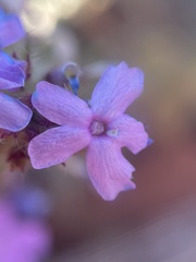 Glandularia gooddingii