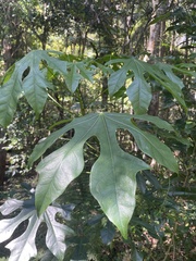 Brachychiton acerifolius