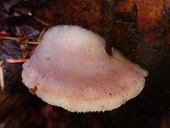 Leptoporus mollis