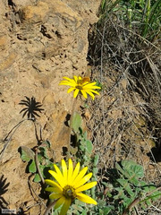 Australoechus hirtus