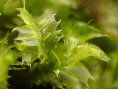 Lophocolea bidentata