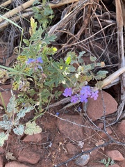 Glandularia gooddingii