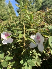 Rhododendron