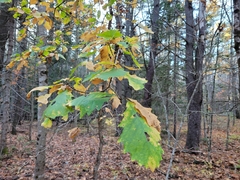 Quercus macrocarpa