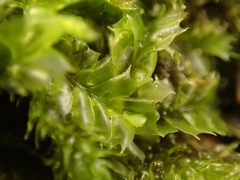 Lophocolea bidentata