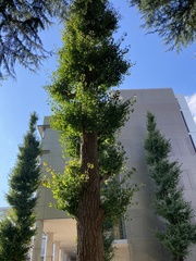 Ginkgo