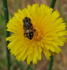 Eristalinus