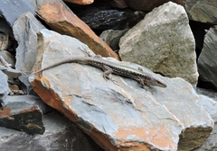 Caucasian Lizard photo 2