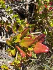 Rhagodia candolleana
