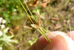 Cyperus bipartitus