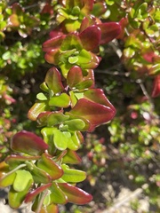 Rhagodia candolleana