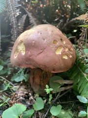 Rubroboletus pulcherrimus
