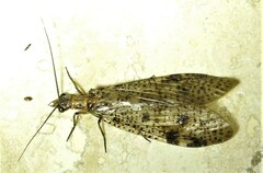 Archichauliodes guttiferus