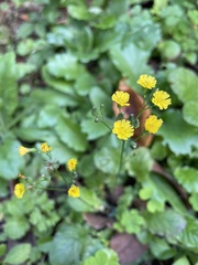 Youngia japonica