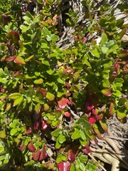 Rhagodia candolleana